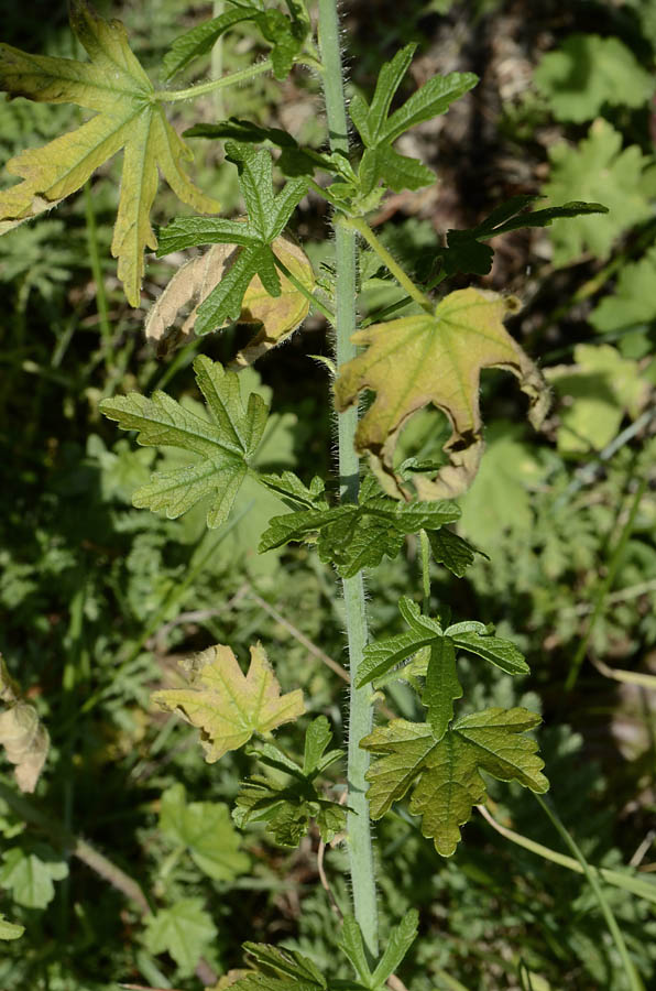 Malva alcea / Malva alcea